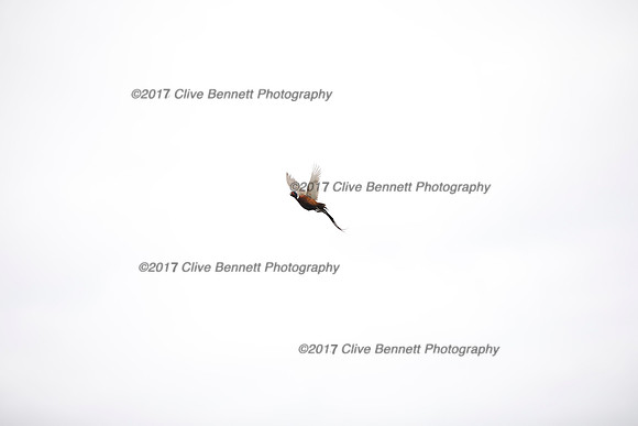 _CB_7827