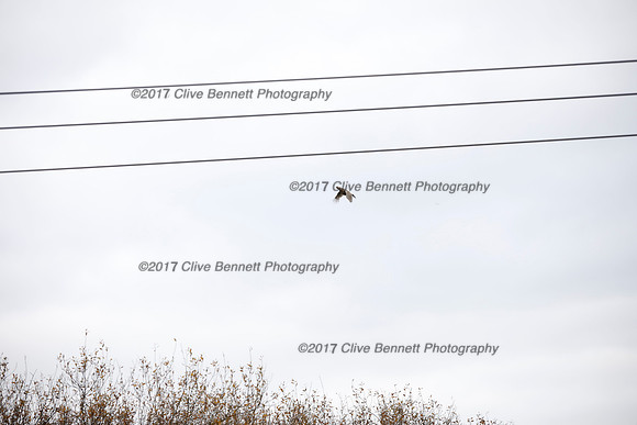 _CB_7747