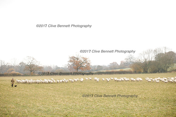 _CB_7849