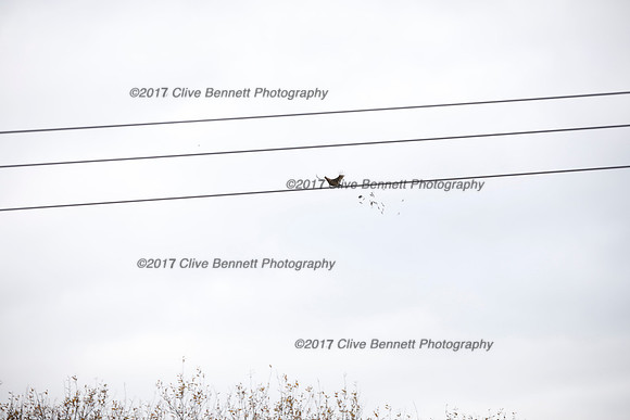 _CB_7748