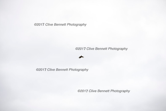 _CB_7722