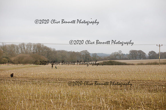 _CB_6946