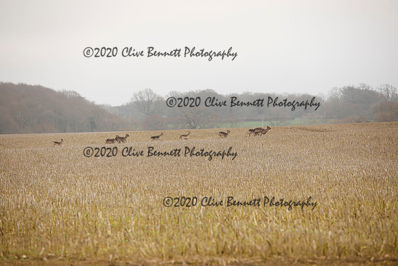 _CB_6906