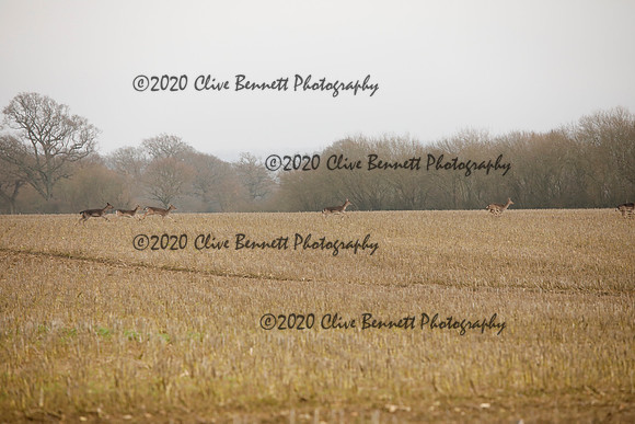 _CB_6908