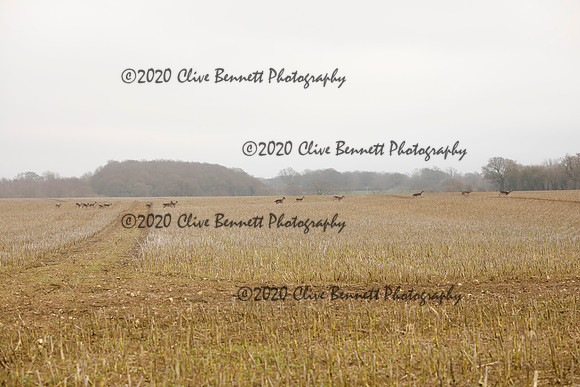 _CB_6902