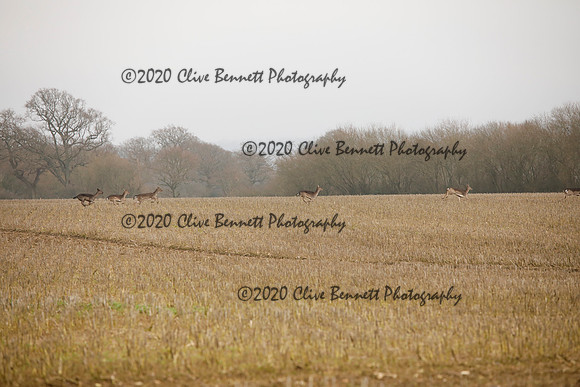 _CB_6907