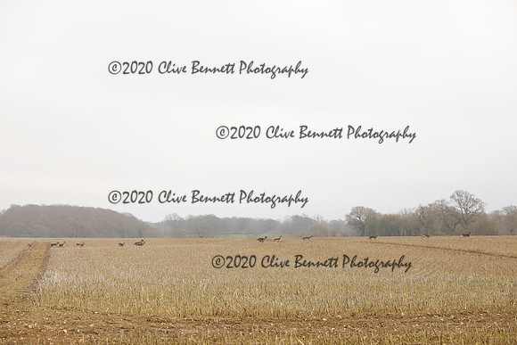 _CB_6904
