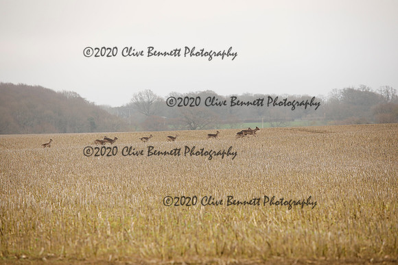 _CB_6905