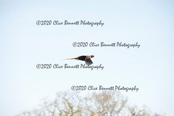 _CB_6260