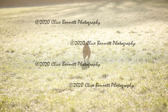 _CB_6202