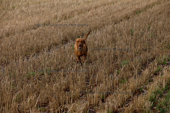 _CB_2542