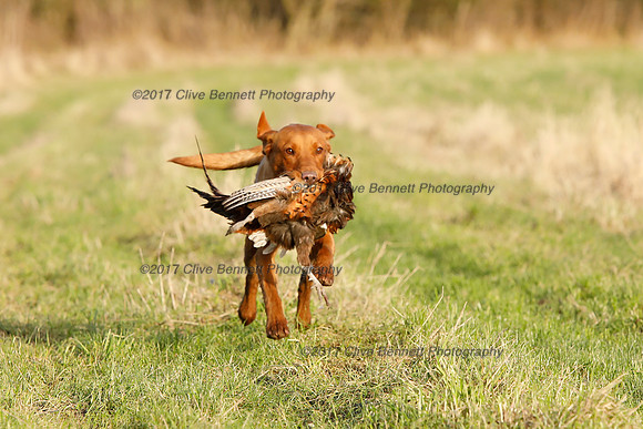 _CB_2553Adj
