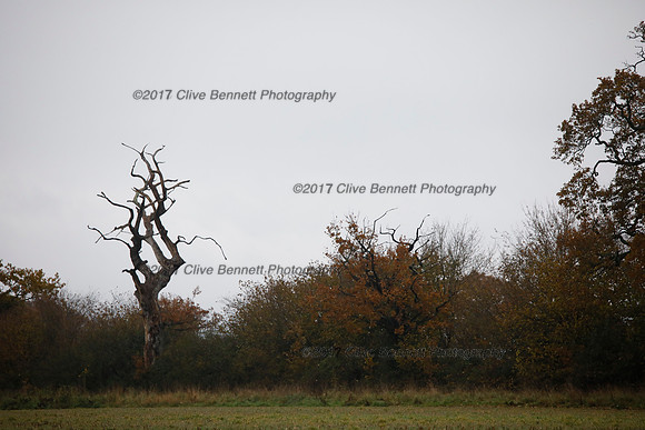 _CB_7527