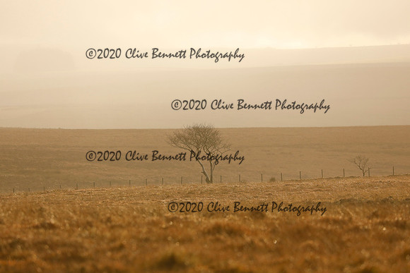 _CB_9021