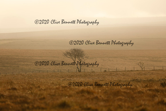 _CB_9020