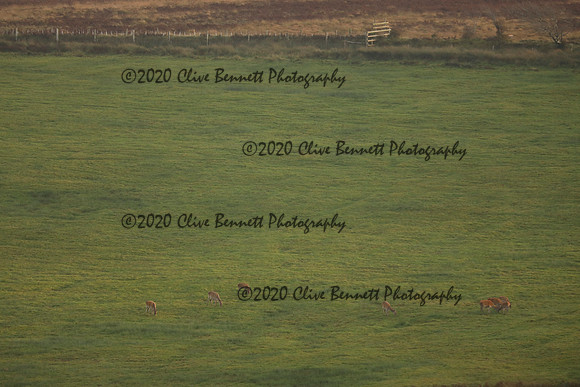 _CB_9025