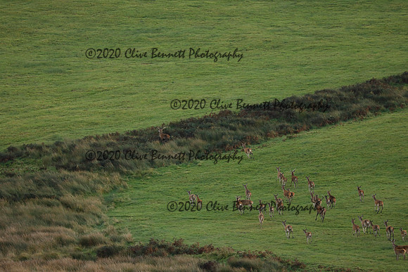 _CB_9071