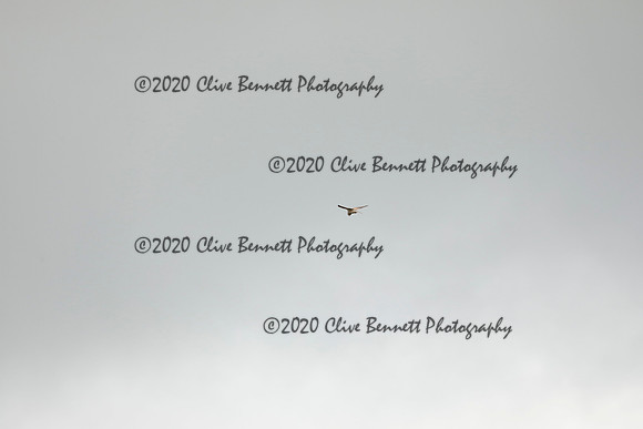 _CB_9009
