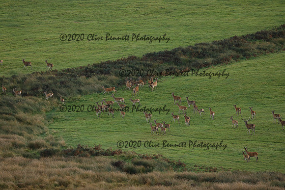_CB_9083