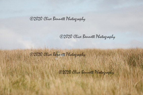_CB_8890