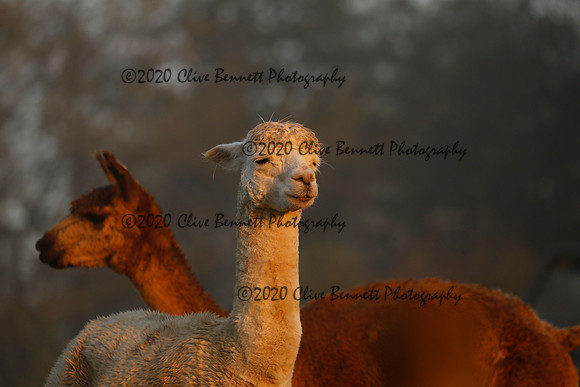 _CB_8840