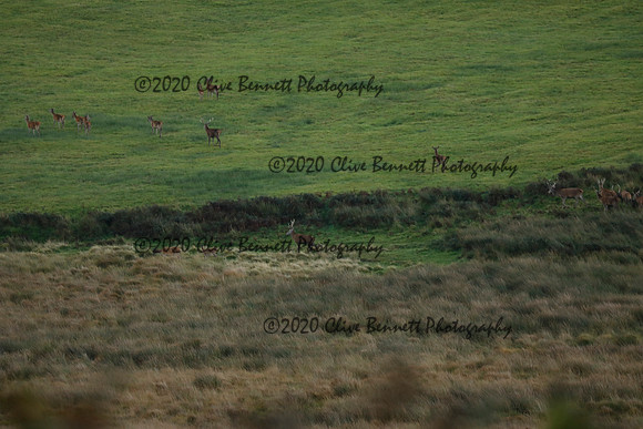 _CB_9101
