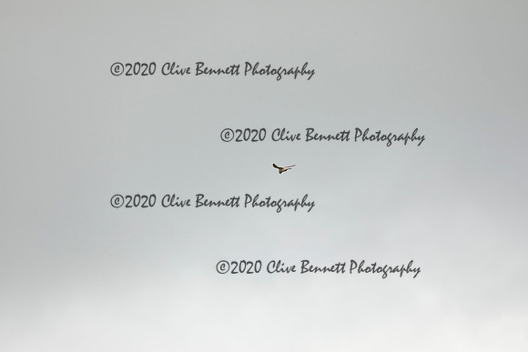 _CB_9008