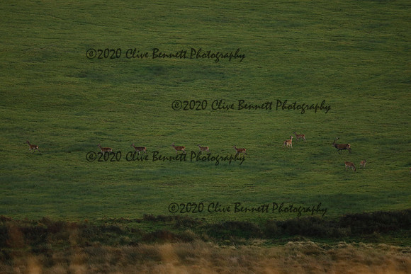 _CB_9029