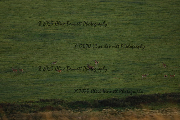 _CB_9031