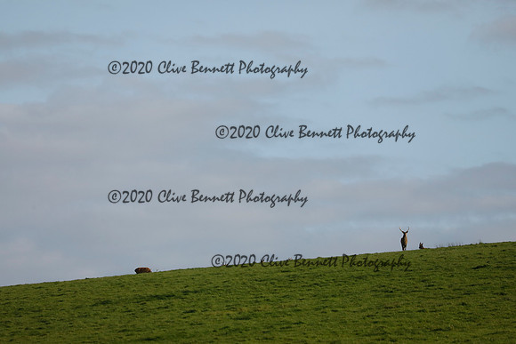 _CB_8933