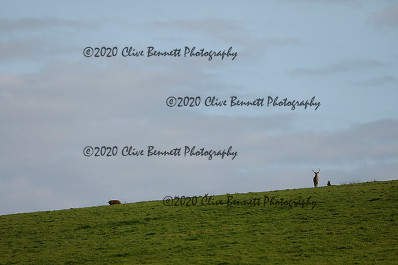 _CB_8934