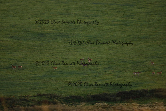 _CB_9033