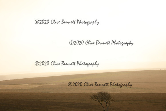 _CB_9017