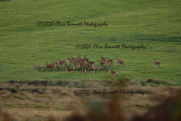 _CB_9059