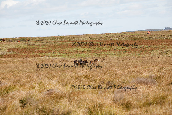 _CB_8725