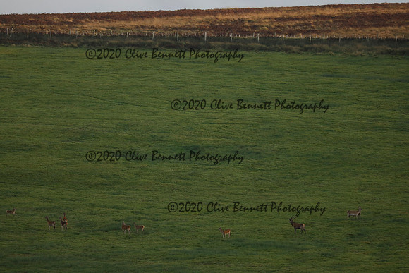 _CB_9035