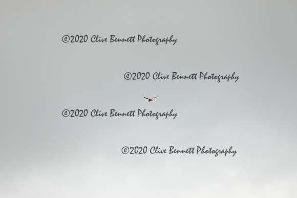 _CB_9007
