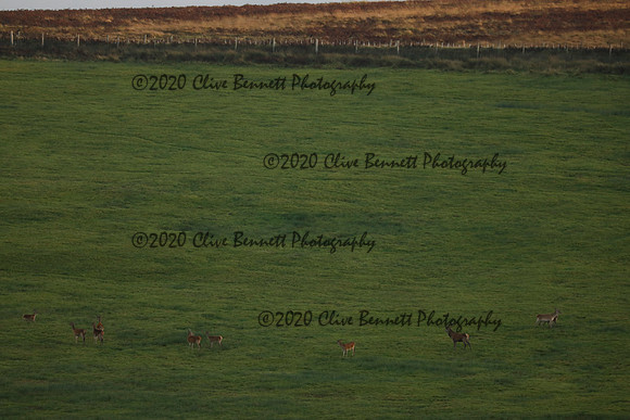 _CB_9036