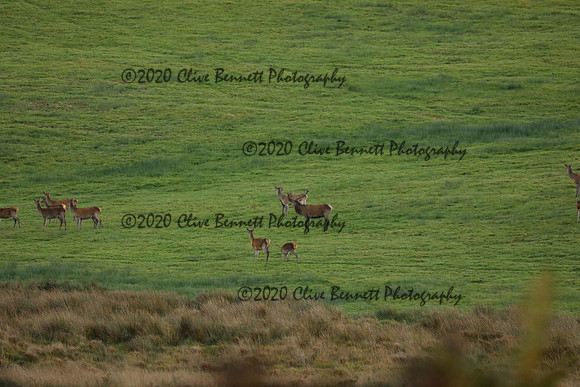 _CB_9051