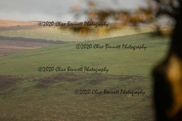 _CB_9026