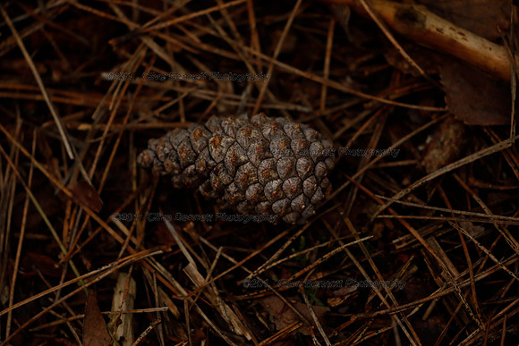 _CB_1202