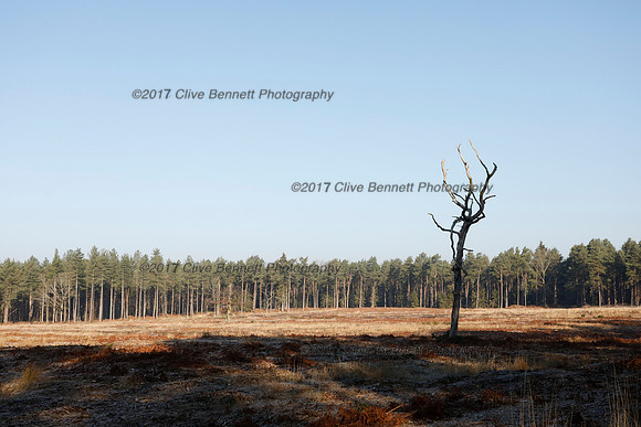 _CB_2374