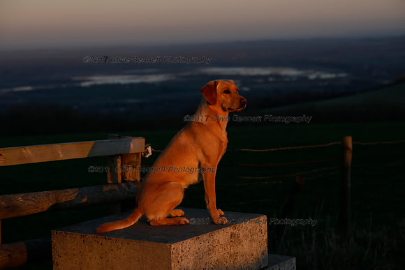 _CB_6595