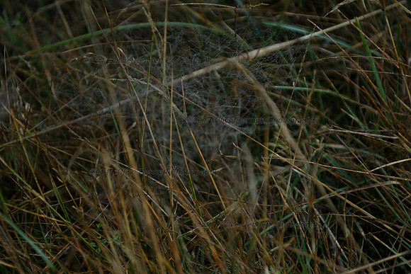 _CB_9150