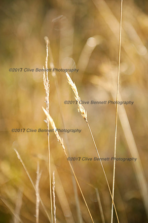 _CB_9152