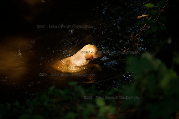 _CB_4126