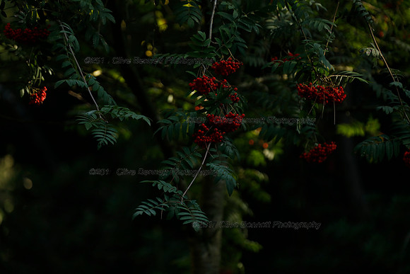 _CB_9171