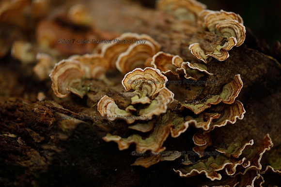 _CB_1196
