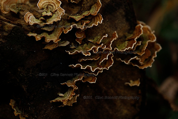 _CB_1194