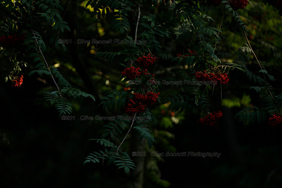 _CB_9170